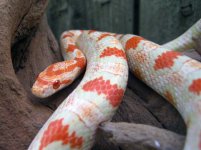 Cottonmouth.jpg