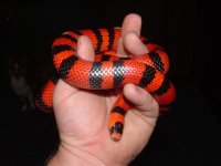 creamcicle and hunduran 020 (Small).jpg