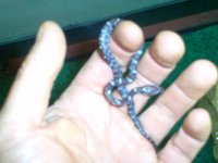 worm.JPG