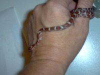 worm bigger.JPG