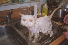 cat.jpg