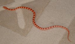 Snake01.JPG