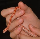 Snake02.JPG