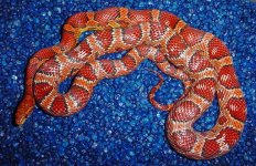 beau-all-arial-2shed-bluest.jpg
