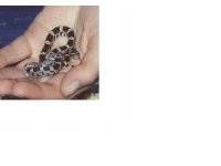 baby snake.jpg