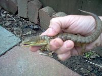 alligator liz.jpg
