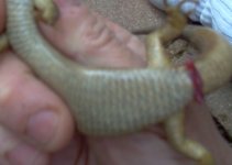 lizard hemis.jpg