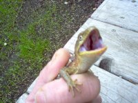 lizard bites.jpg