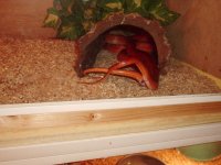 pewterhetbreeding-03.jpg