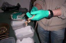 rat 3.jpg
