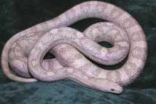 cecil2.JPG