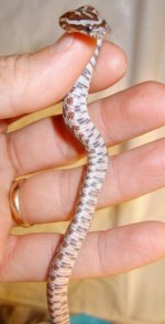hatchling belly.JPG