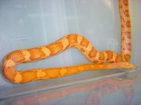 sunny-d-good-viv-3`17`04.jpg