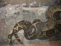 boas4.jpg