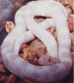 small snake 2.jpg