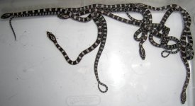 babies1-1.jpg
