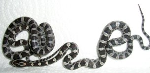 babies1-3.jpg