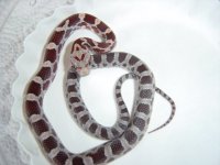 issy\'s baby 4 keeper.jpg