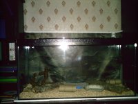 snake viv.jpg