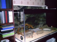 snake viv 001.jpg