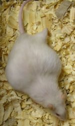 Gravid 2.JPG