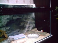 snake viv 002.jpg