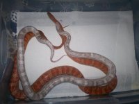 snakes.jpg