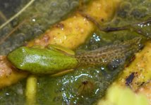 Green Frog 002.jpg
