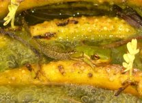 Green Frog 003.jpg