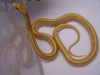 corn 033.jpg