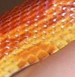 spot3.jpg