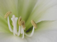 Amaryllis.jpg