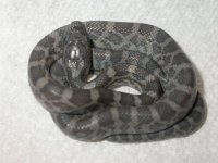 Cinders 001.jpg
