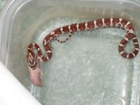 Skid's first meal.JPG