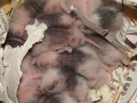 asf-fuzzies.jpg