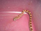 Corn Snakes 015.jpg