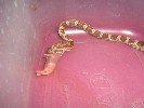 Corn Snakes 018.jpg