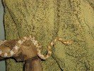 Corn Snakes 020.jpg