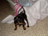 Odin20080306_2.jpg