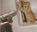 kitty.jpg