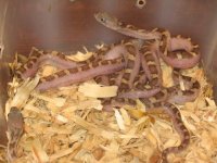 IMG_8041 100% Het Amel Whitesided Ratsnake Babies.JPG