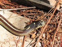 Snake 093.jpg