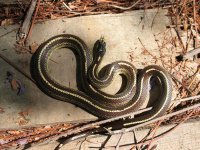 Snake 094.jpg