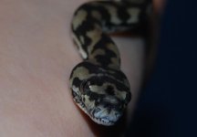 Sydney - close up 2.jpg