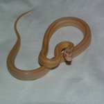 Echo 02-11-08 a.jpg