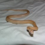 Echo 02-11-08 b-.jpg