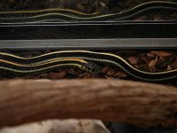 zoo-11.jpg