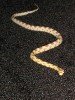 Corn Snakes 014.jpg