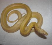 Echo 11-17-08 a.jpg