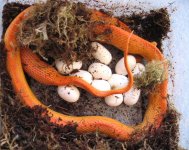 gdstripeeggs.JPG